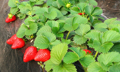 【草莓采摘 绿色蔬菜】四平市铁西区国庆农民种植专业合作社