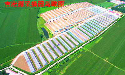 【草莓采摘、蔬菜】铁西吉府源采摘园