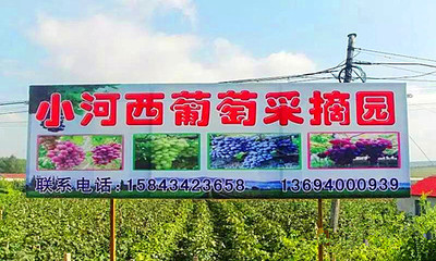 铁东小河西葡萄采摘园